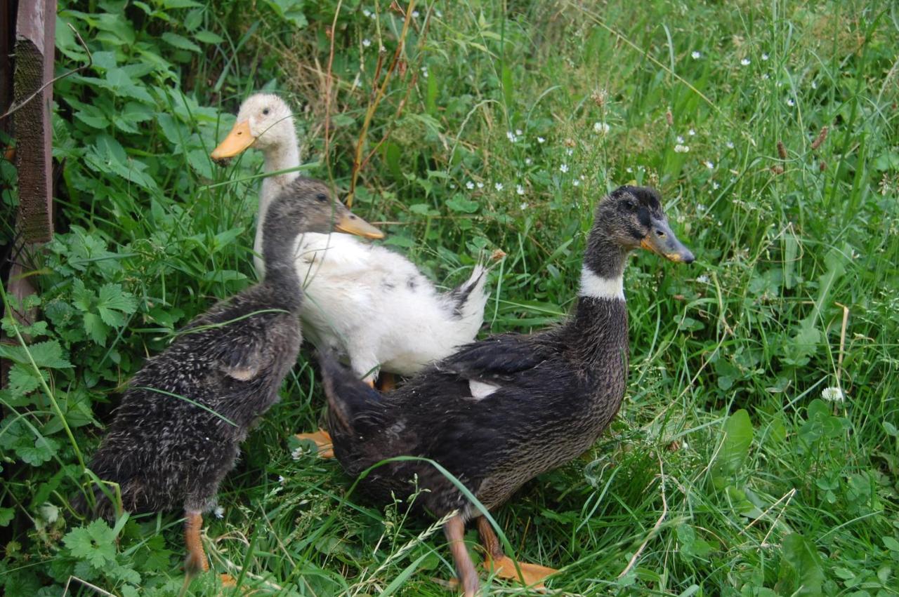 Agroturystyka Jelenia 维斯拉 外观 照片